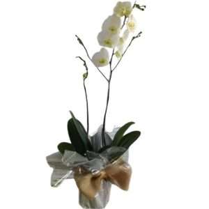 Planta de orquídea de una vara