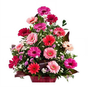 Tradicional de gerberas