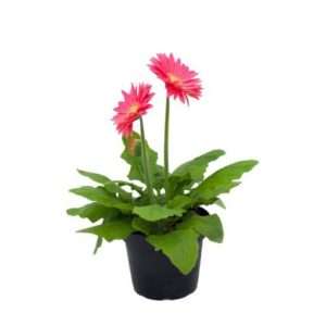 Planta de gerbera